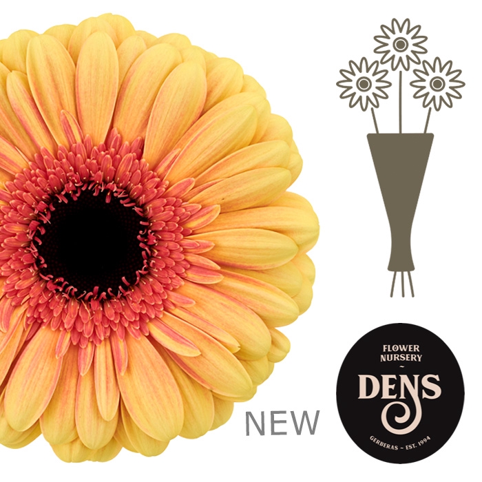 <h4>GE GR EVERGLOW</h4>