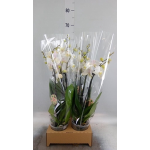 Phalaenopsis ...white