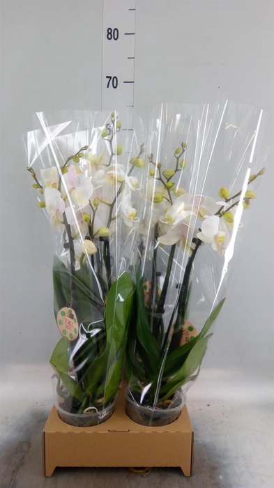 <h4>Phalaenopsis   ...white</h4>