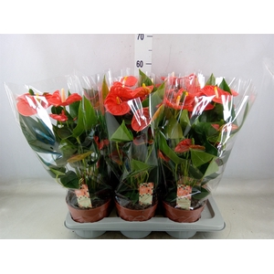 Anthurium andr. 'Sierra Orange'