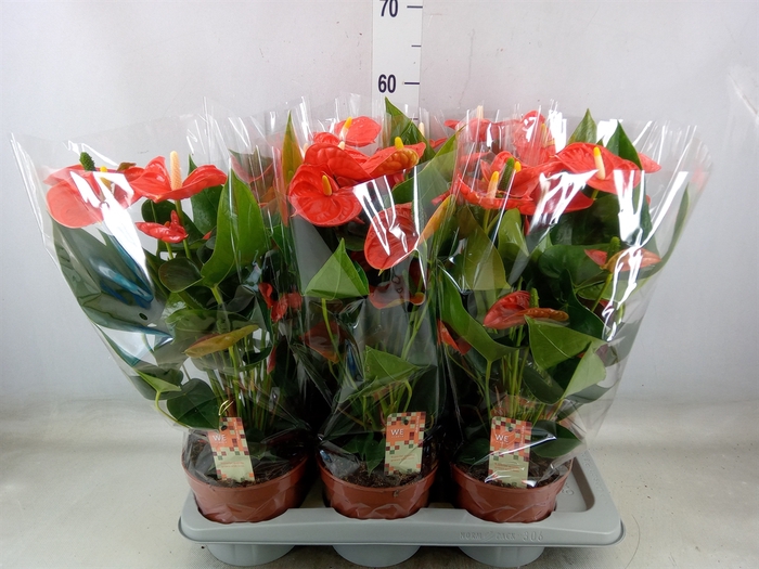 <h4>Anthurium andr. 'Sierra Orange'</h4>