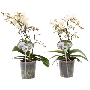 Phal. Multiflora 3-tak en 4-tak 