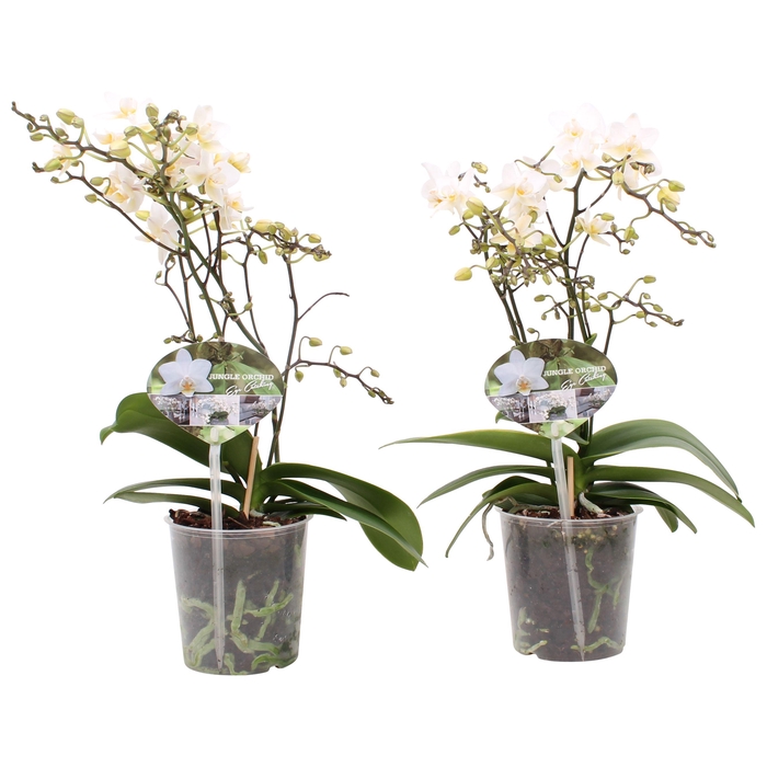 <h4>Phal. Multiflora 3-tak en 4-tak "Soft cloud"</h4>
