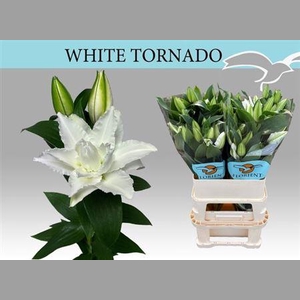 Li Or Du Whi Tornado