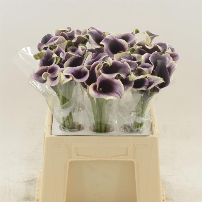 <h4>Calla Dubai Night</h4>