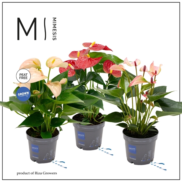 Anthurium Andreanum Grp gemengd