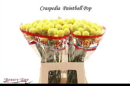 <h4>CRAS PAINTBALL POP</h4>