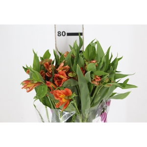 ALSTROEMERIA ORANGE QUEEN 080 CM