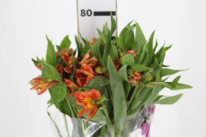 <h4>ALSTROEMERIA ORANGE QUEEN 080 CM</h4>