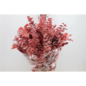 Euca Stuartiana Stabilizzata Rood