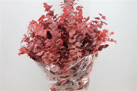 <h4>Euca Stuartiana Stabilizzata Rood</h4>