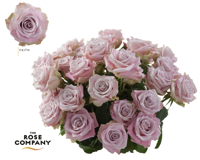 <h4>Rosa Ec Faith</h4>