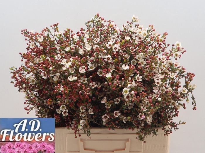 <h4>Chame Mi Liron</h4>