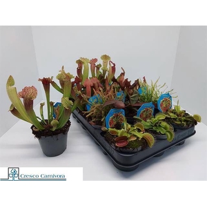 Vleeset Pl Gem 6 Srt