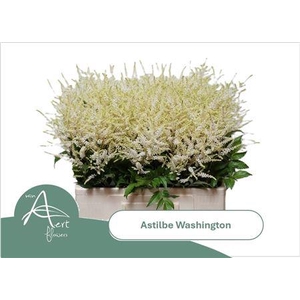 ASTIL JA WASHINGTON