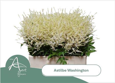 <h4>ASTIL JA WASHINGTON</h4>