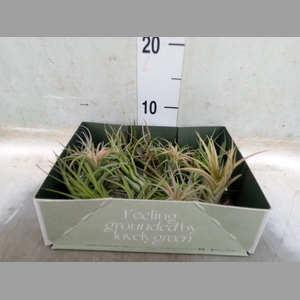 Tillandsia