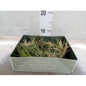 Tillandsia