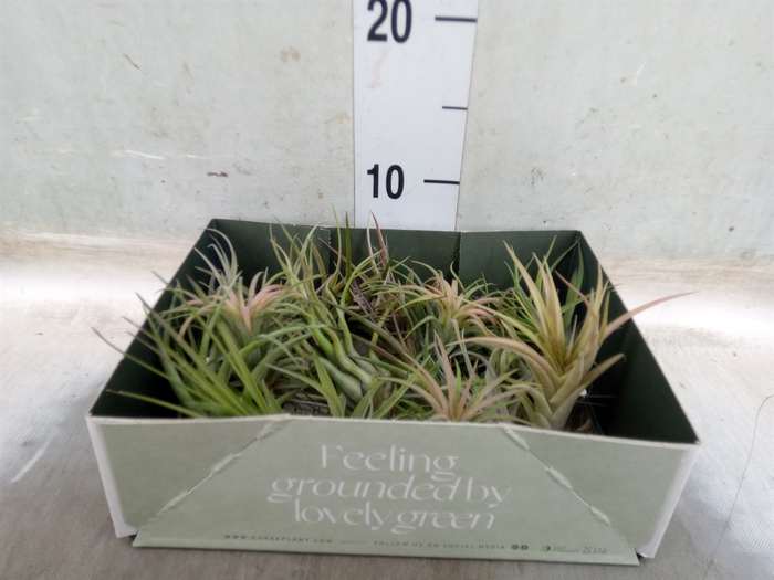 <h4>Tillandsia</h4>