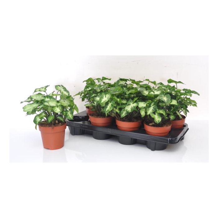 <h4>Syngonium Pixie 12Ø 25cm</h4>