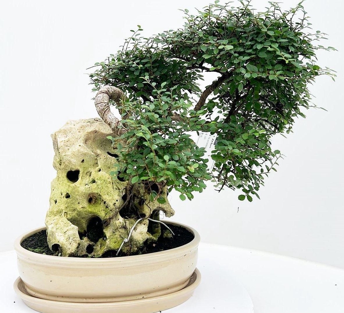 <h4>Zelkova parvifolia, pot 32cm, height 50cm. With drip tray. (single item)</h4>