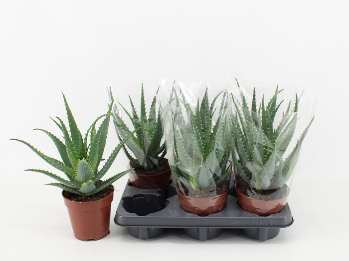 <h4>Aloe Arborescens</h4>
