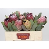 Protea Barbigera Air
