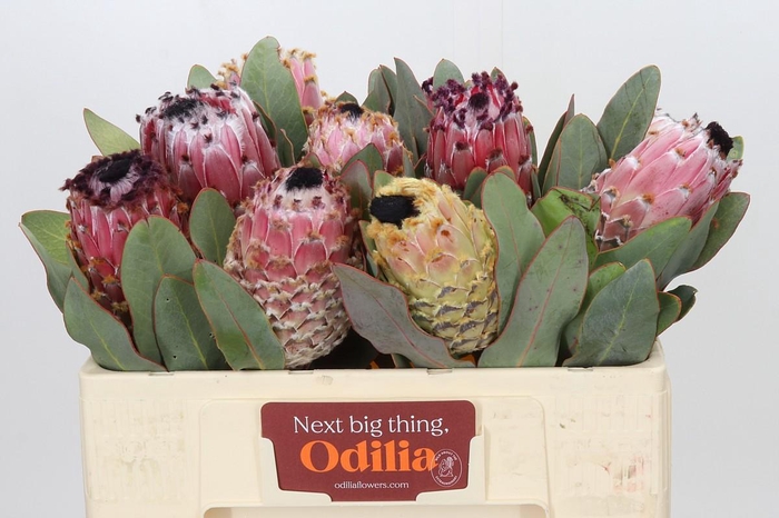 Protea Barbigera Air