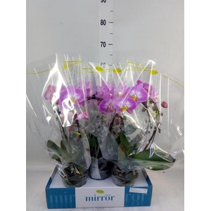 Phalaenopsis   ...rose