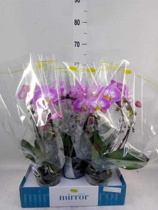 <h4>Phalaenopsis   ...rose</h4>