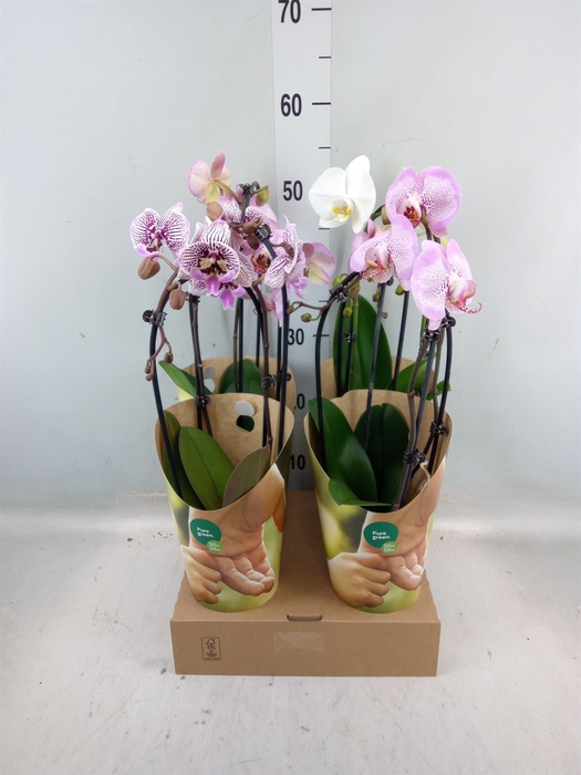 <h4>Phalaenopsis  'GbZ CircleZ'</h4>