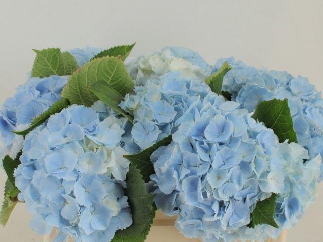 <h4>HORT VERENA BLUE</h4>