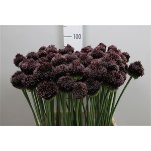 Allium Forelock