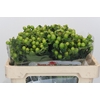Hypericum Green Power