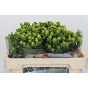 Hypericum Green Power