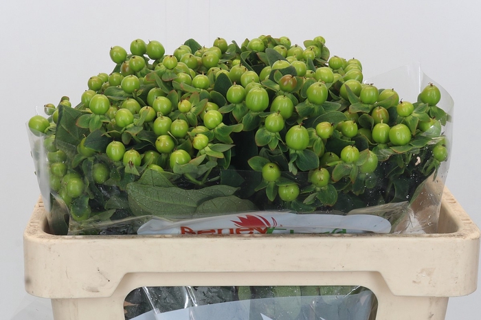 <h4>Hypericum Green Power</h4>