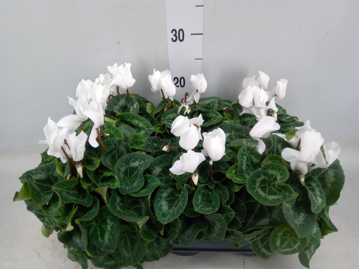 <h4>Cyclamen MD 'Allure'</h4>