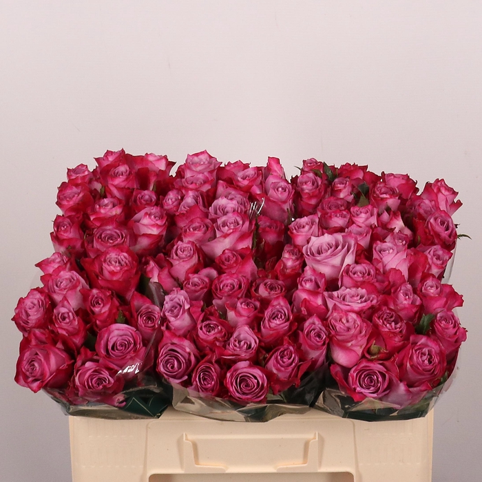 <h4>R GR DEEP PURPLE</h4>