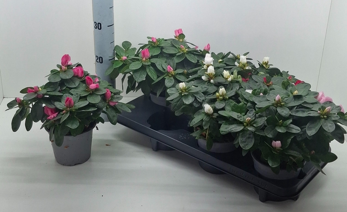 <h4>RHODO SI GEM</h4>