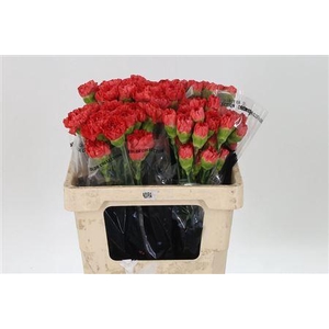 Di St Std Keren Orange