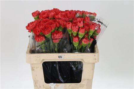 <h4>Di St Std Keren Orange</h4>