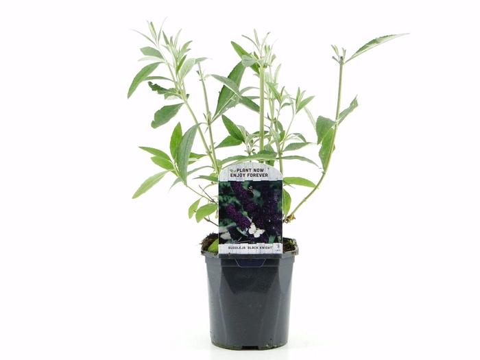 <h4>Buddleja dav. Black Knight</h4>