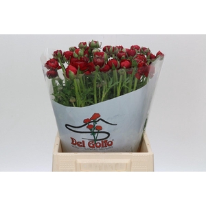 Ranunculus Elegance Red