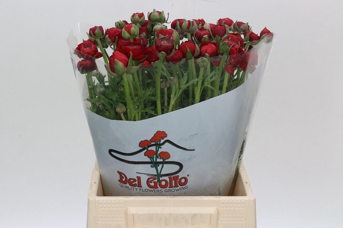<h4>Ranunculus Elegance Red</h4>