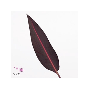 Strelitzia Leaves Long Red P Stem