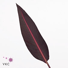 <h4>Strelitzia Leaves Long Red P Stem</h4>