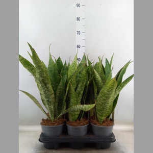 Sansevieria zeylanica