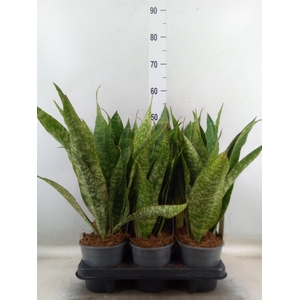 Sansevieria zeylanica