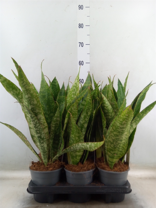 <h4>Sansevieria zeylanica</h4>
