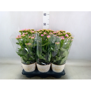 Kalanchoe  'RoseFlow Graceful Pink'
